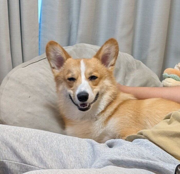 飼い主家族に撫でられて嬉しそうな犬