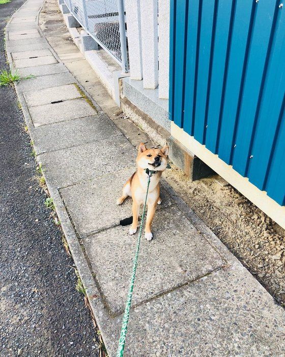 ニコちゃん