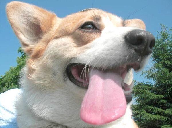 先代犬・コーギーのきららちゃん