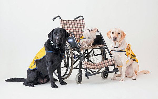 補助犬