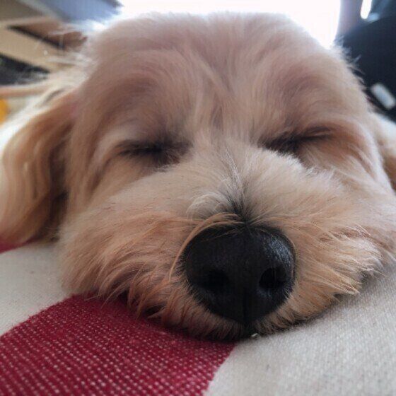 寝顔がかわいい犬