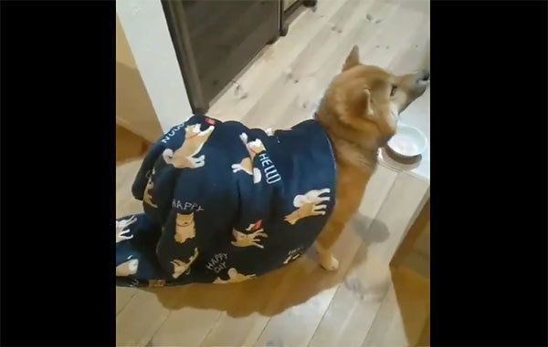 「歩く毛布」と化したおにぎりちゃん