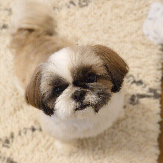 シー・ズーのあんずちゃん