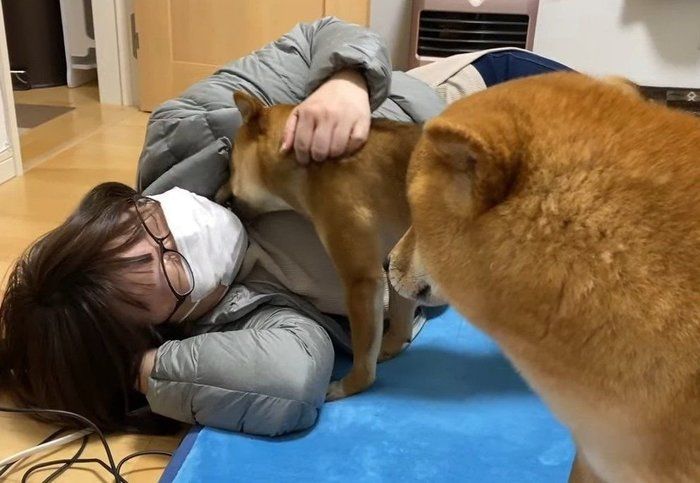 嫉妬する犬