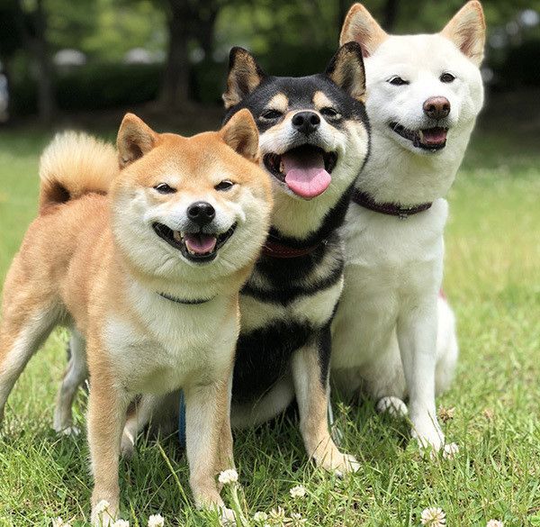 散歩する柴犬