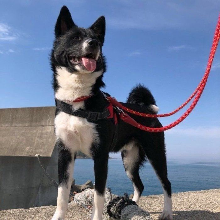 ミックス犬