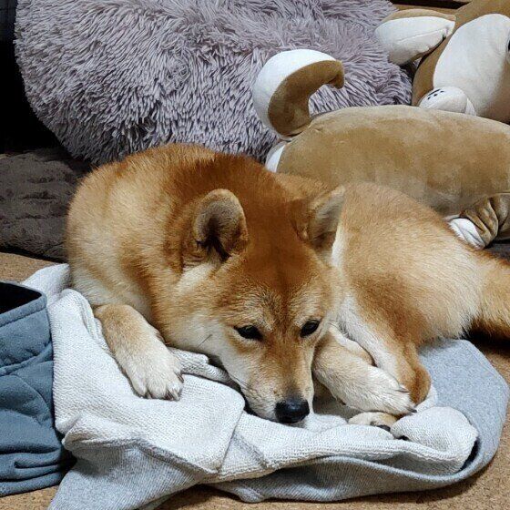 飼い主さんが脱いだ服の上でくつろぐ柴犬