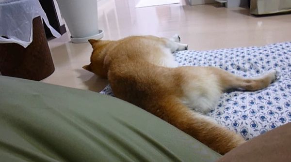 散歩の言葉に反応する柴犬