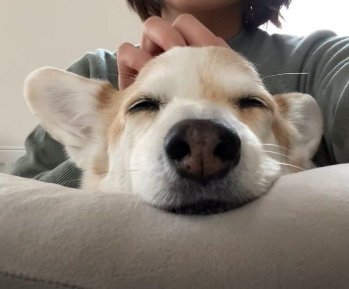 まったりな犬