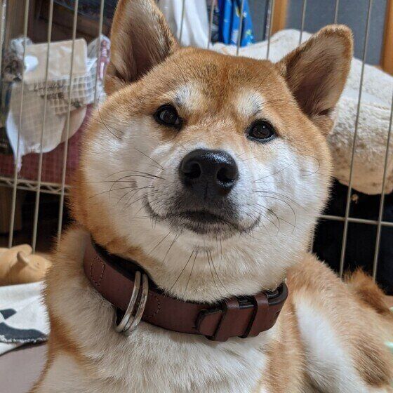 見つめる柴犬