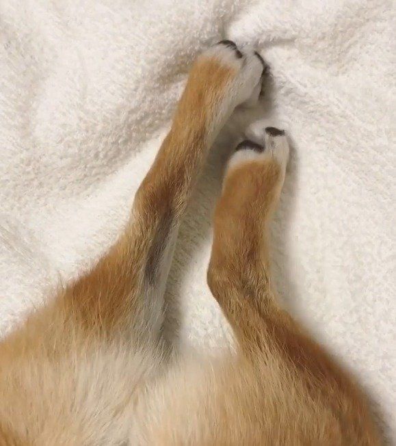 あんよのび
