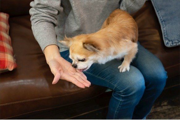 オールインワンタイプの駆除薬で、愛犬を守ろう