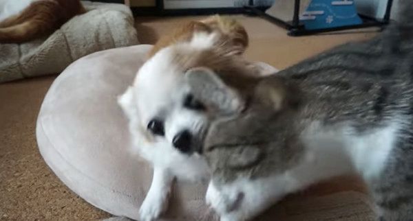 怒るチワワ