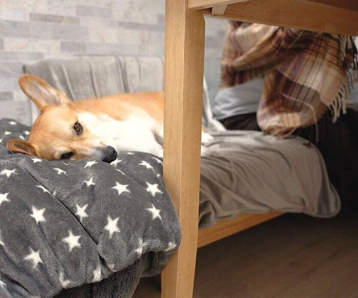 寝る犬