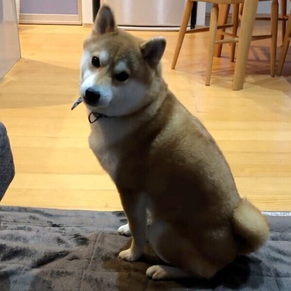 ボールを取りに行かないラテくん