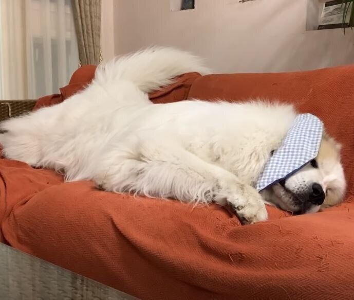 ソファーでくつろぐグレート・ピレニーズ