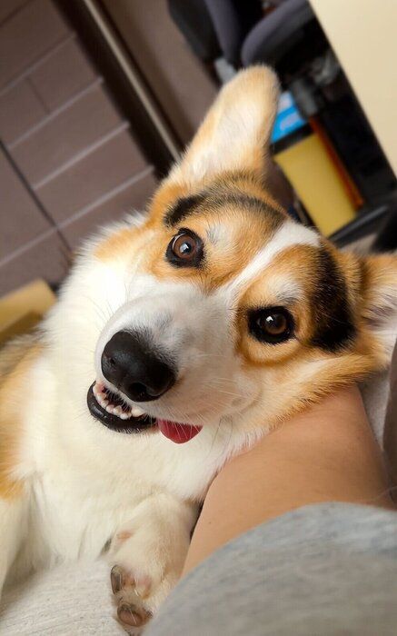 飼い主さんに腕枕をしてもらっている1才11カ月のコーギー