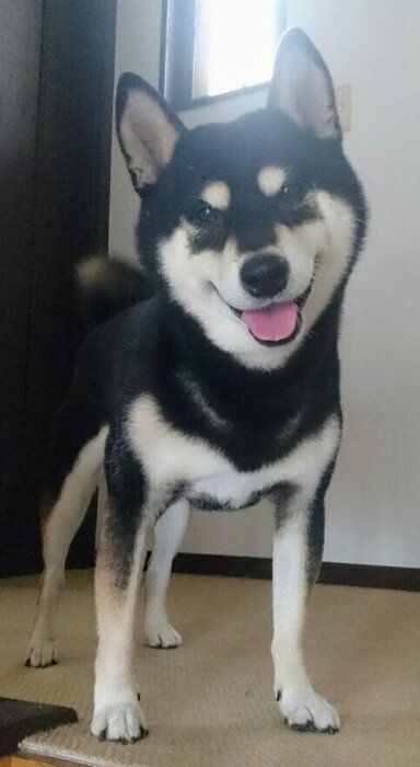 笑顔がとてもかわいらしい星丸くんです