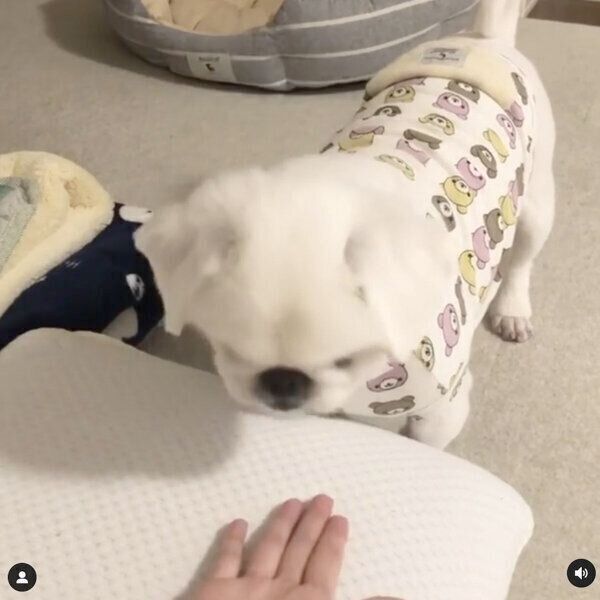飼い主さんと遊ぶもっちくん