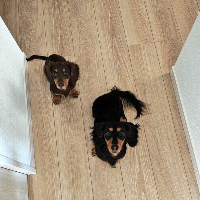 飼い主さんを見上げる愛犬たち
