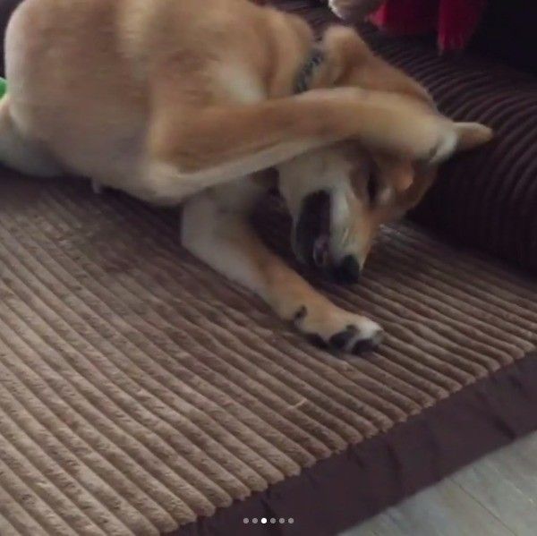 柴犬