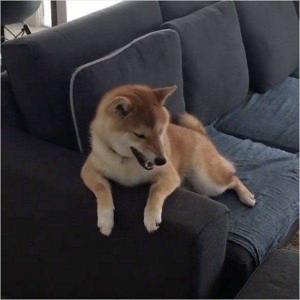 怒る?ワンコ