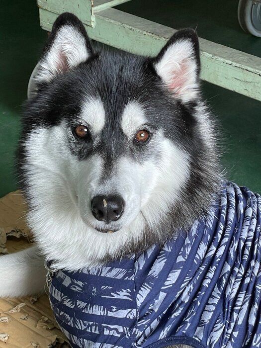 򸫤ĤƤ륷٥ꥢ󡦥ϥ