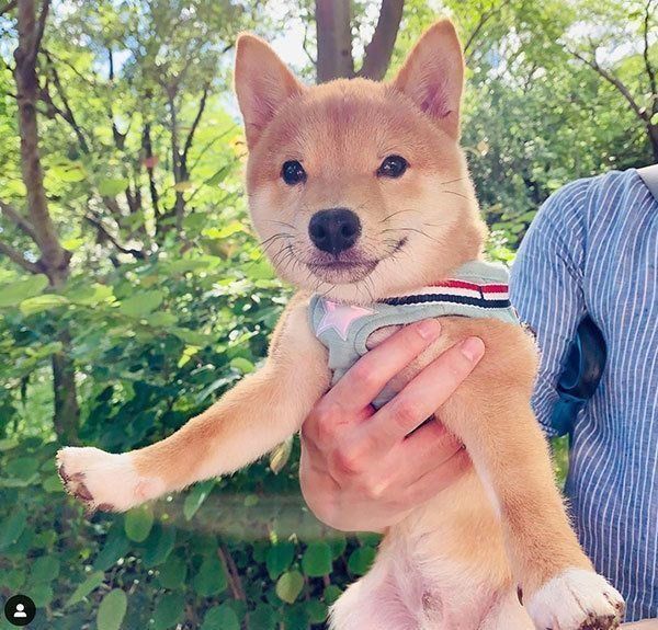 抱っこされる豆柴