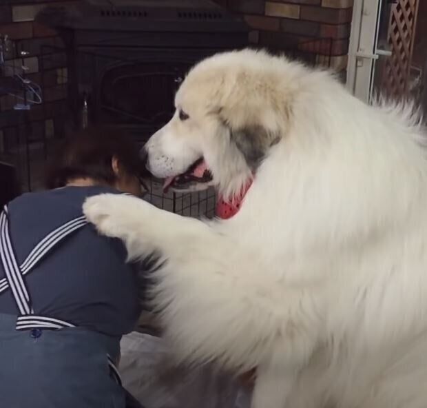 Amai♡プロフ必読ページ グレートピレニーズ バーニーズワッペン Amai