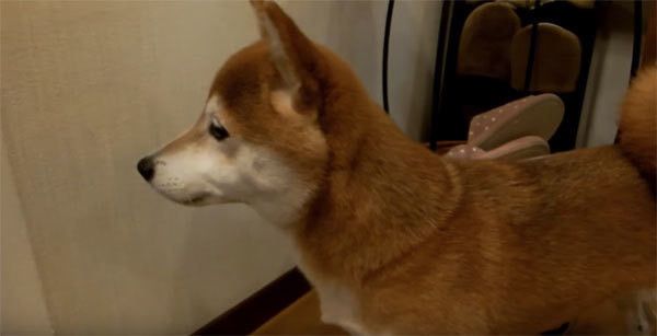 パパさんの帰宅を待つ柴犬