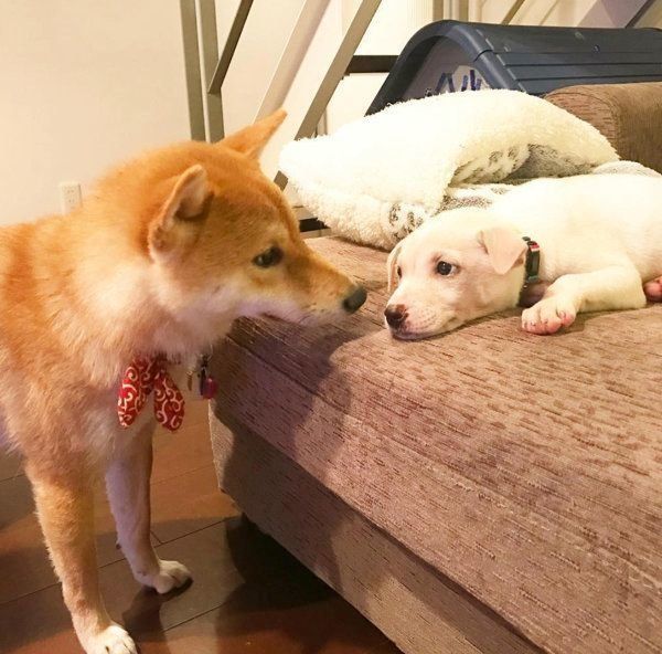 子犬のすずちゃんと先住犬のハルちゃん