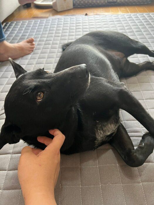 撫でてもらう、犬