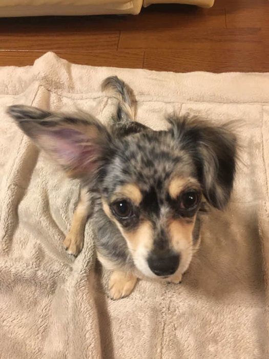 ミックス・まろちゃん・片耳だけ立つ