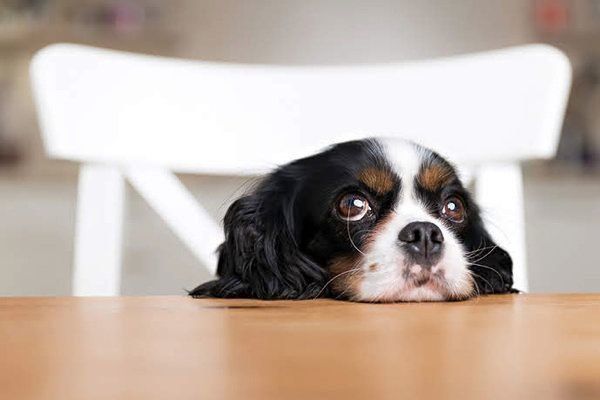 上目遣いをする犬