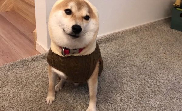 固まる柴犬