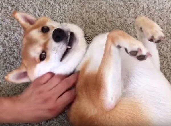 柴犬
