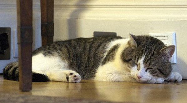 眠るラリー
