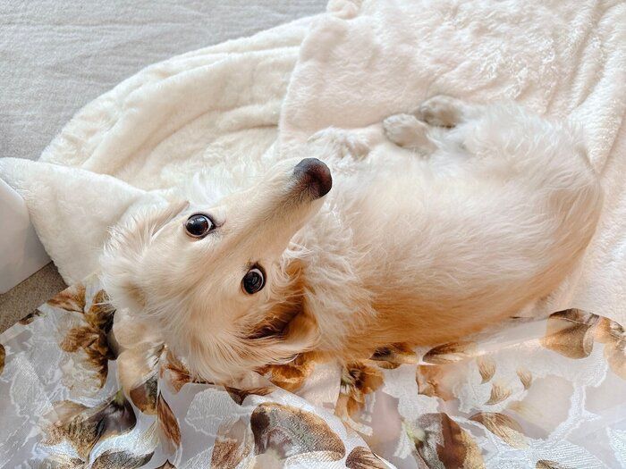 ふだんの様子　アイコンタクトをすごくしてくれるというロイくん