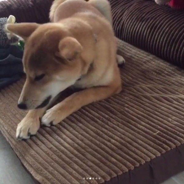 柴犬