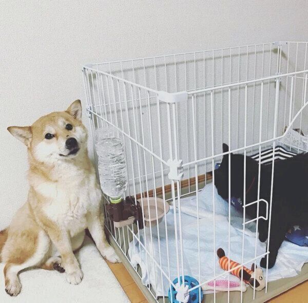 飼い主さんの家にやってきてすぐ、緊張気味のミクちゃん