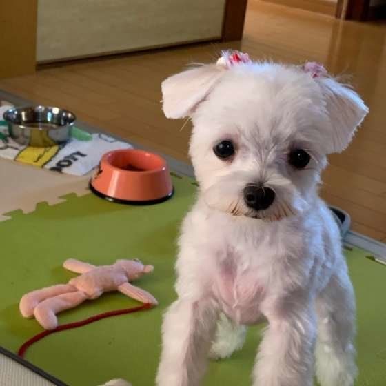 お年寄りでもしつけやすい3つの犬種
