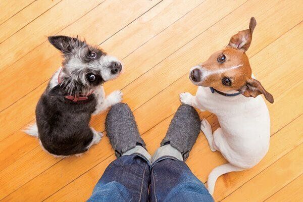 見上げる犬