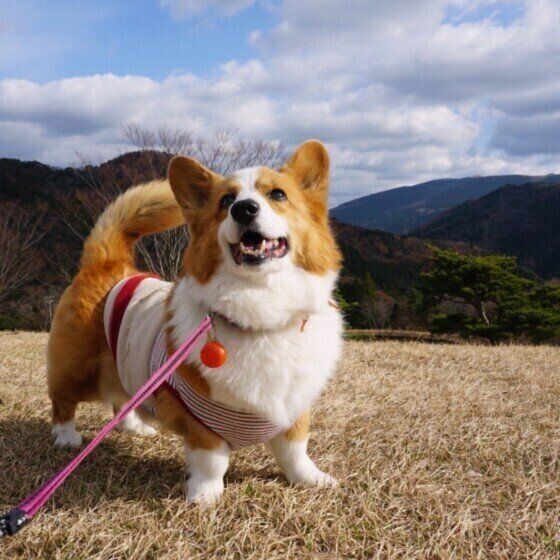 老犬が障害物にぶつかるようになったときのケア いぬのきもち