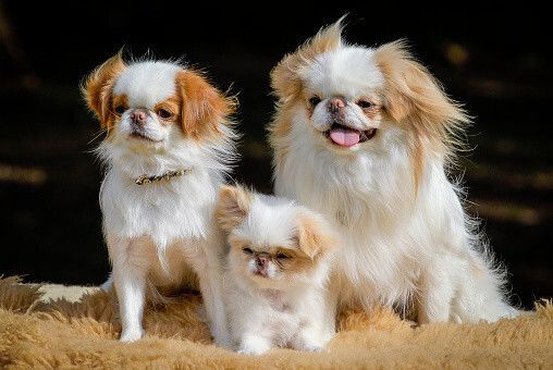 狆の特徴・性格 最新価格と飼い方｜いぬのきもち 犬図鑑｜いぬの