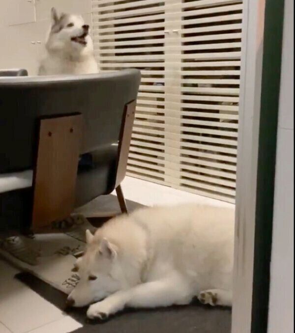 くつろぐグーちゃんと、飛び出すフィスくん