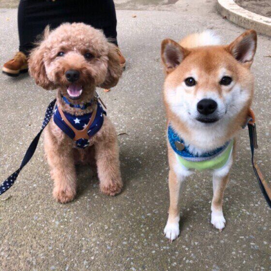 柴とプードル