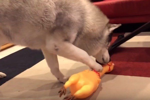 おもちゃの鶏に驚くシベリアン・ハスキー