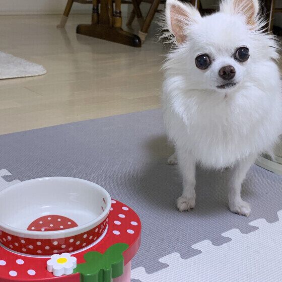 チワワの vivi ちゃん