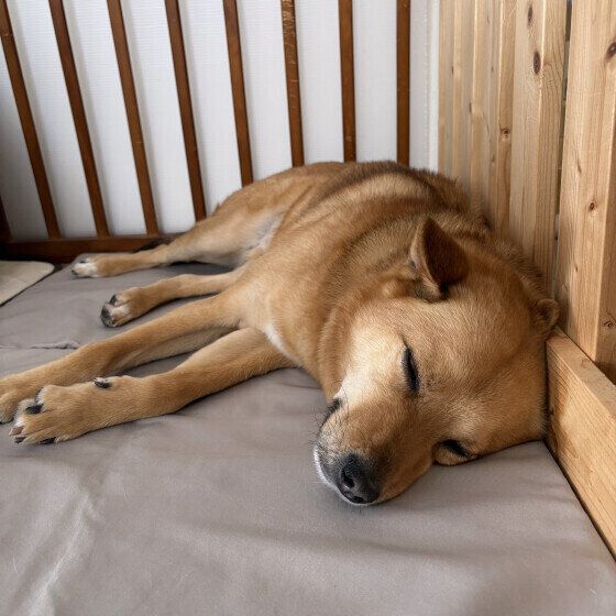 ひんやりマットの上でぐっすり
