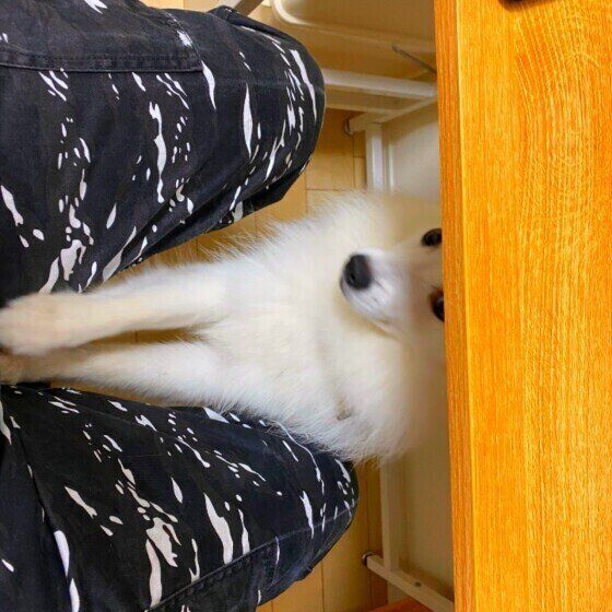 日本スピッツ 秋桜ちゃん
